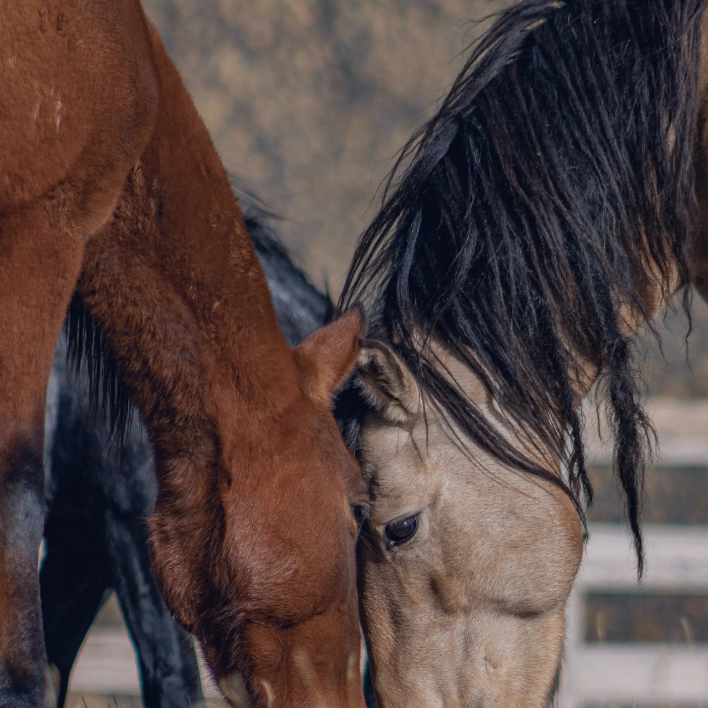 Curso Manejo Reproductivo en Yegua y Semental – 28 y 29 de Mayo de 2025