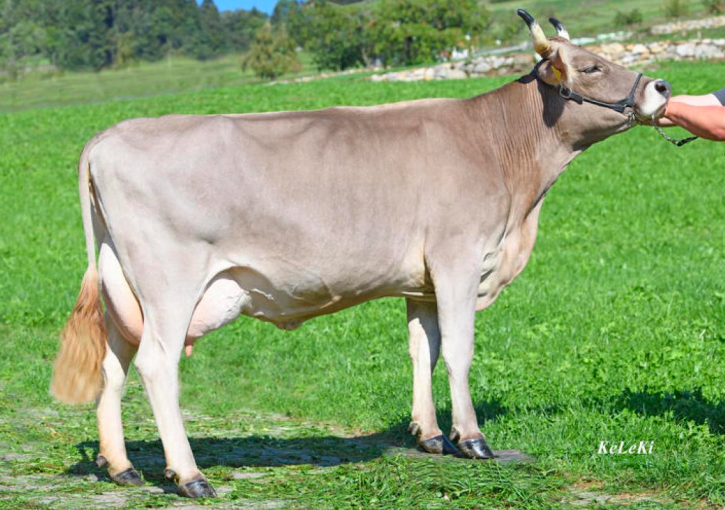 KAMILO