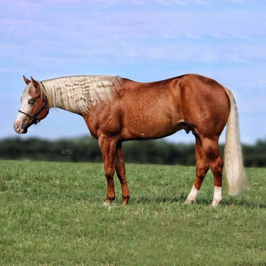 ReproMax – Equinos101