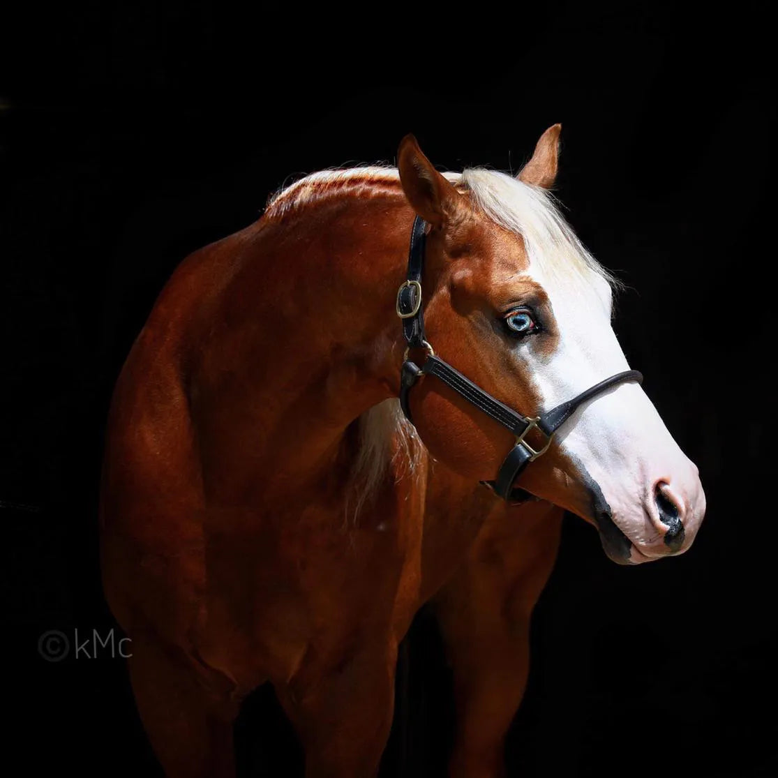 ReproMax – Equinos103