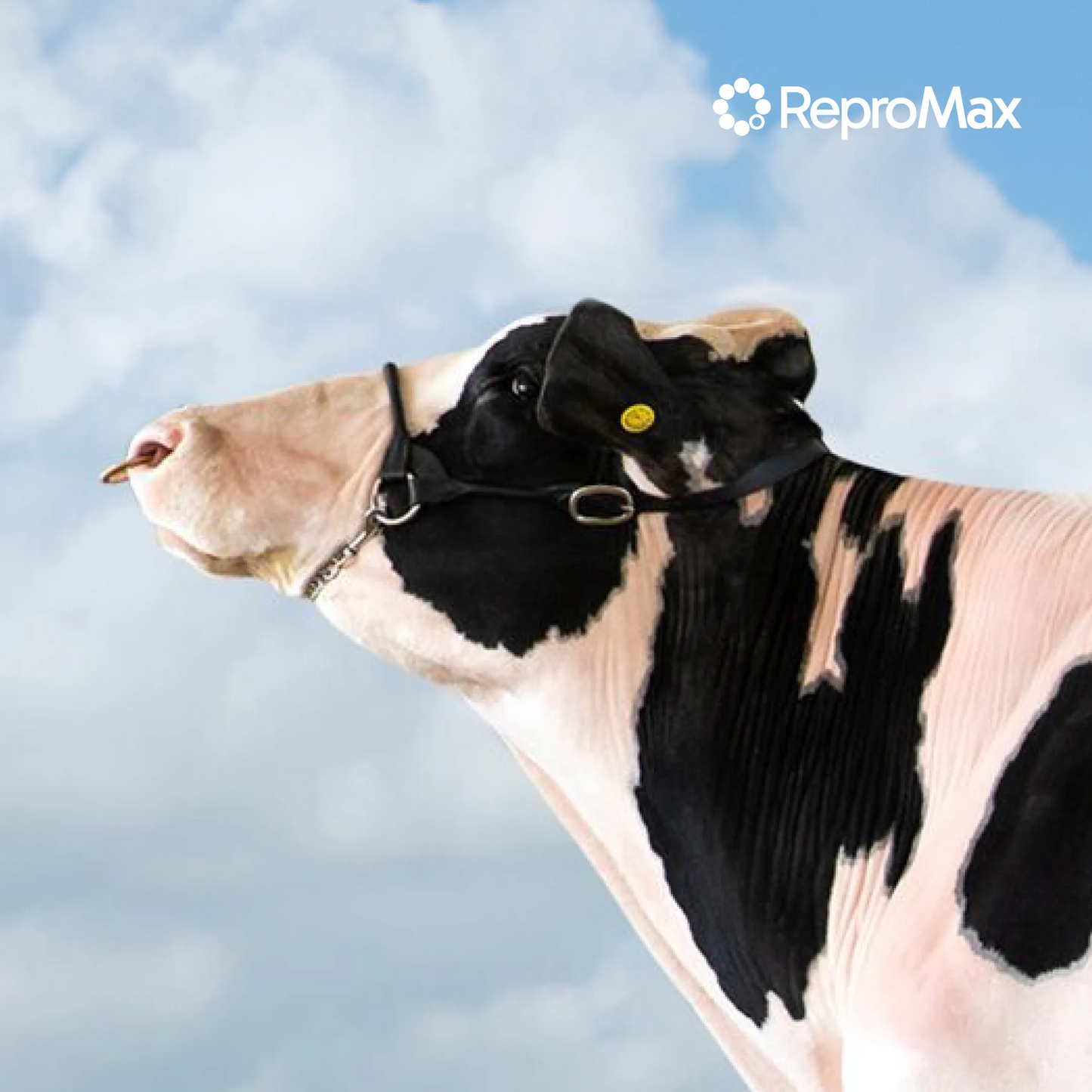 Semen de Toro Golden – Oaks All Cash TC TR – Semental Holstein 3