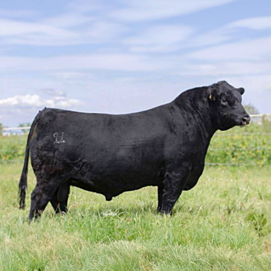 Semen de Toro HSM Milestone Tornado B121 – Semental Charolais 1