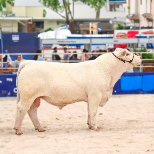 Semen de Toro HSM Milestone Tornado B121 – Semental Charolais 1