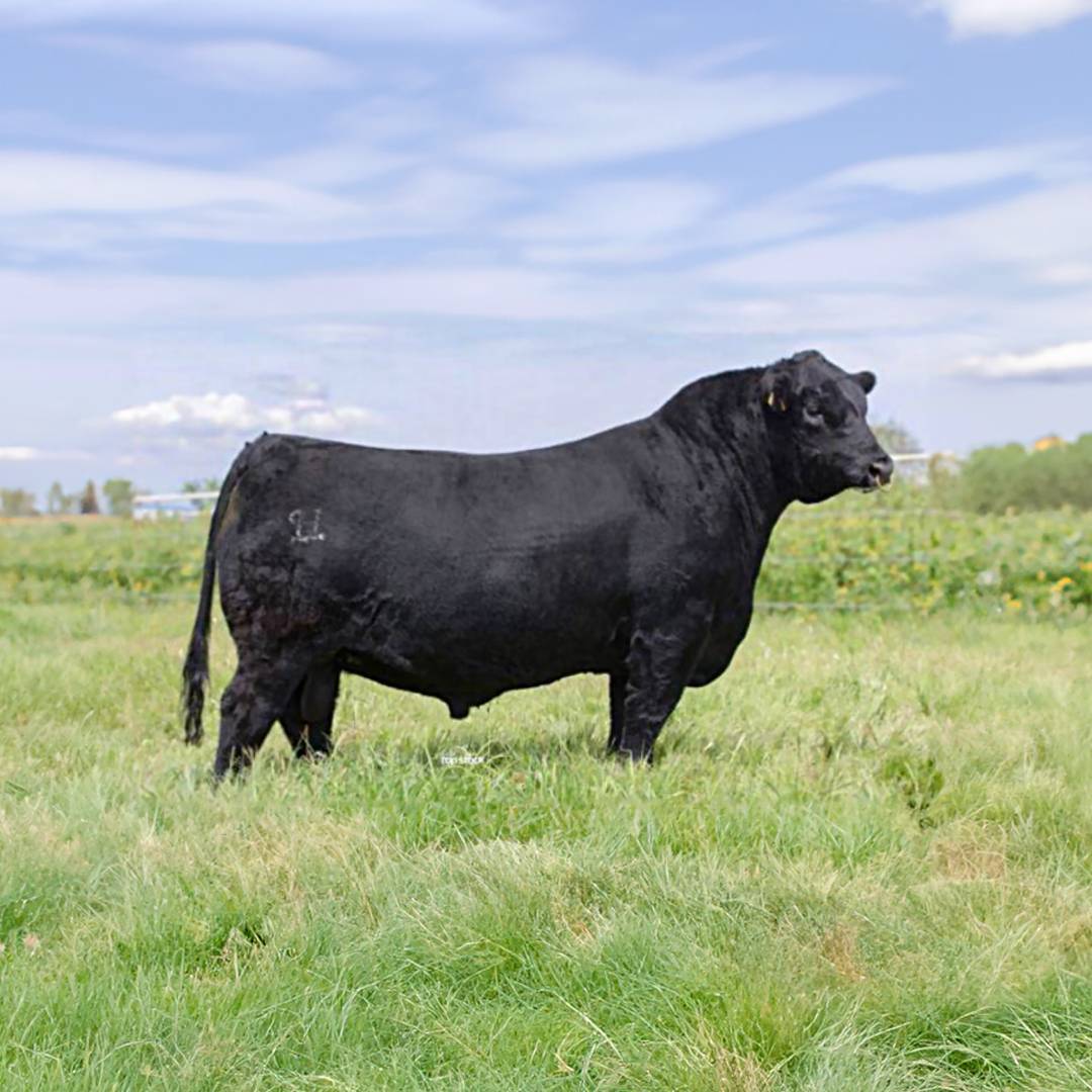 Semen de Toro HSM Milestone Tornado B121 – Semental Charolais 2