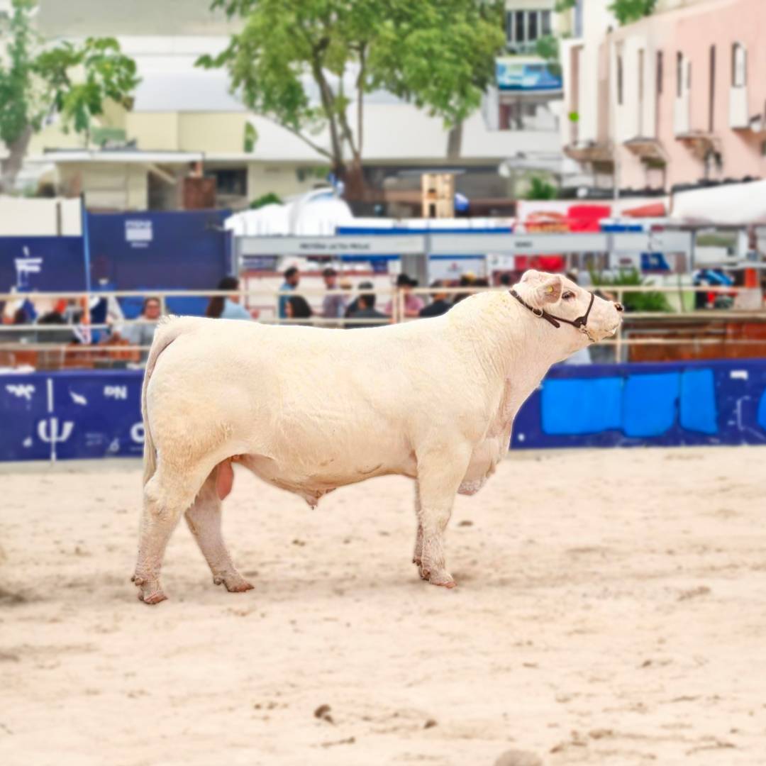 Semen de Toro HSM Milestone Tornado B121 – Semental Charolais 2