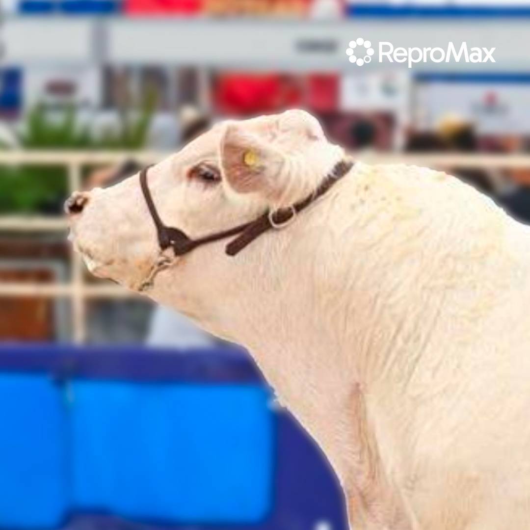 Semen de Toro HSM Milestone Tornado B121 – Semental Charolais 3