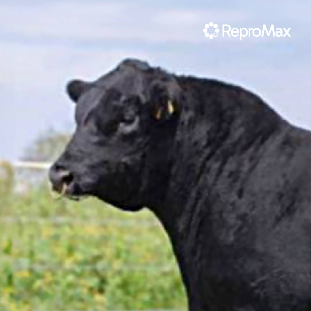 Semen de Toro HSM Milestone Tornado B121 – Semental Charolais 3