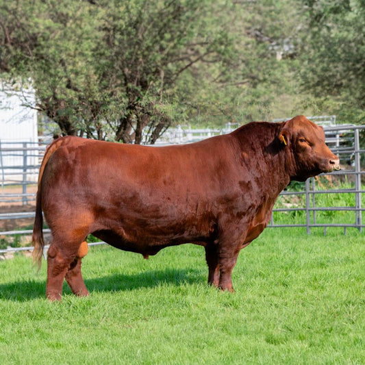 Semen de Toro Red El Sauz Habanero 75H – Semental Angus 1