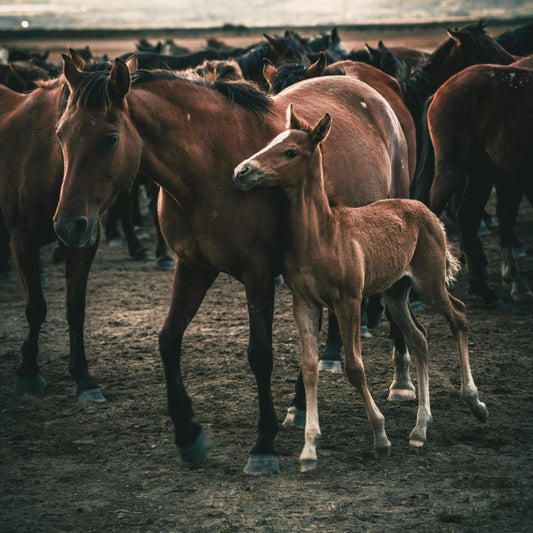 Curso Atención Primaria del Neonato en Campo – 20 de Junio 2025