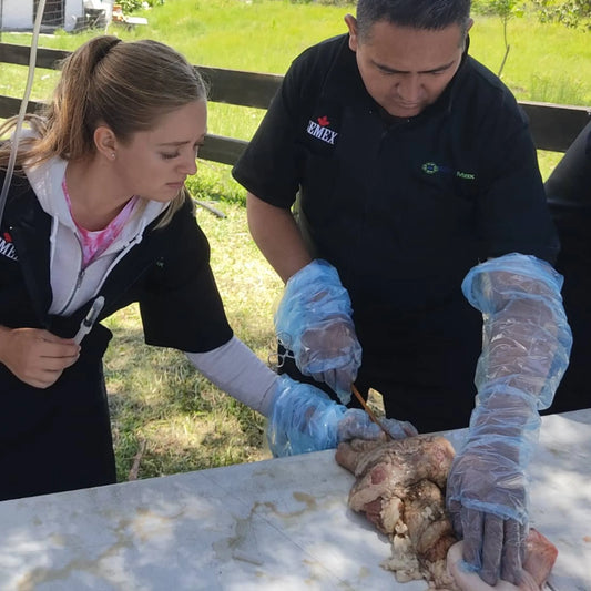 Curso de Inseminación Artificial en Bovinos - 22 al 24 de Mayo de 2025