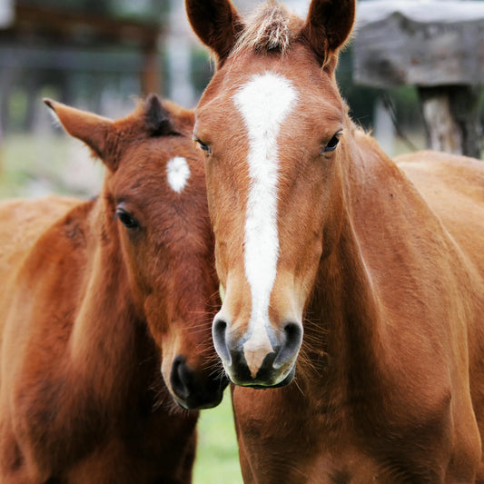 Curso Manejo Reproductivo en Yegua y Semental – 28 y 29 de Mayo de 2025