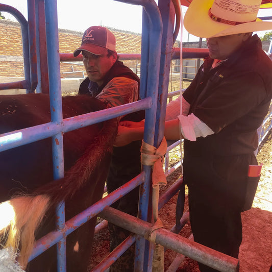 Curso de Inseminación Artificial en Bovinos - 7 al 9 de Noviembre del 2024