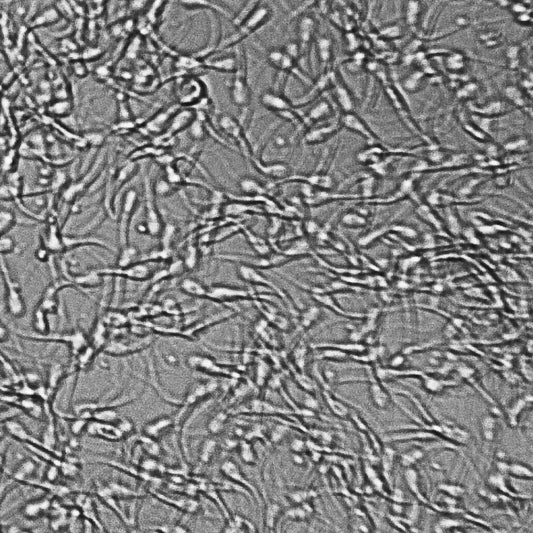 Curso de Inseminación Artificial en Bovinos - 25 al 27 de Julio del 2024