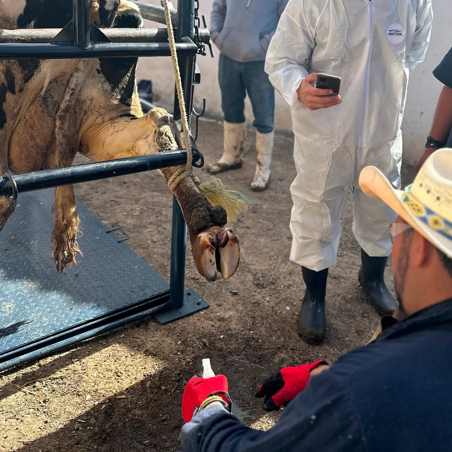 Curso de Podología Bovina - 9 al 11 de Octubre de 2025