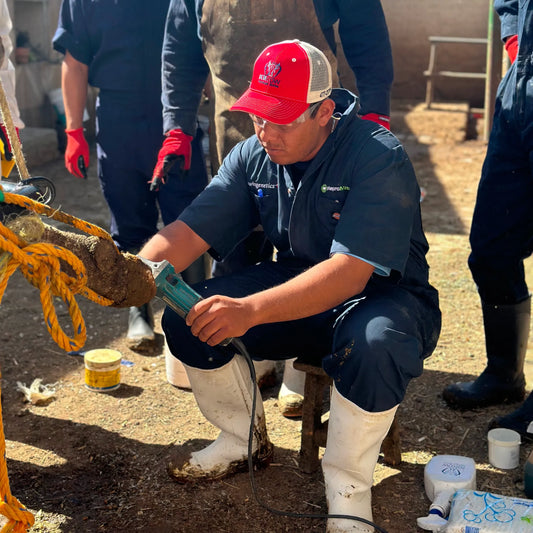 Curso de Podología Bovina - 15 al 17 de Mayo de 2025