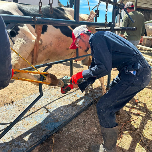 Curso de Podología Bovina - 9 al 11 de Octubre de 2025