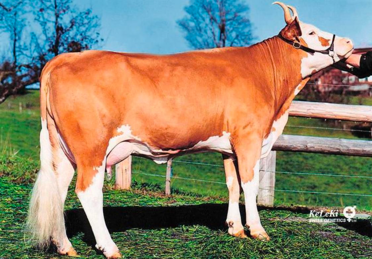 Semen de Toro Simmental – BAENZLI CH 712.4961.1188.8 - ReproMax