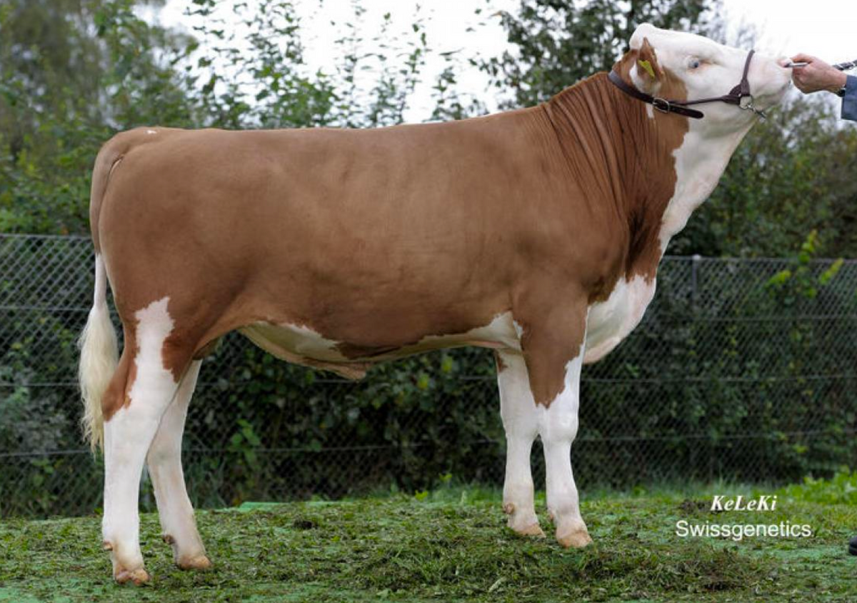 Semen de Toro Simmental – BALU CH 120.0803.7126.4 - ReproMax