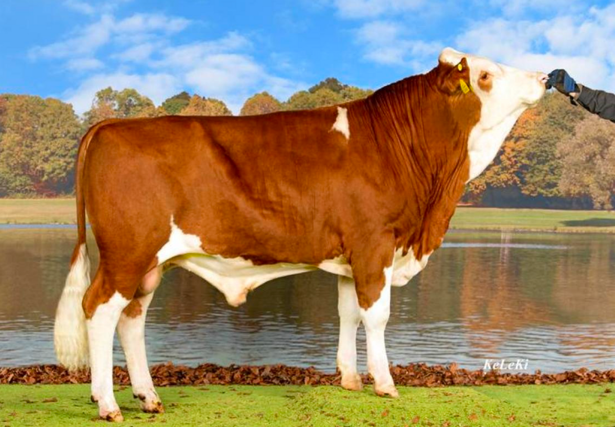 Semen de Toro Simmental – Tur-Bach BOAS CH 120.1620.7925.5 - ReproMax