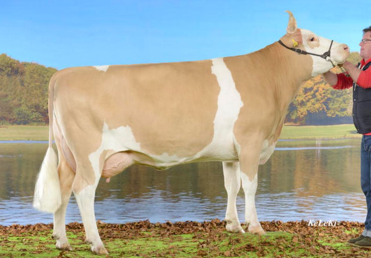 Semen de Toro Simmental – FABRICE CH 120.1061.1091.4 - ReproMax