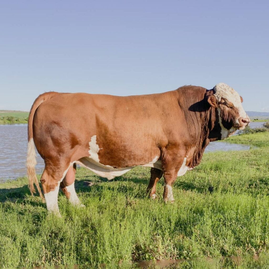 Semen de Toro Double Bar D Chandler 153D - Simmental Fullblood - ReproMax