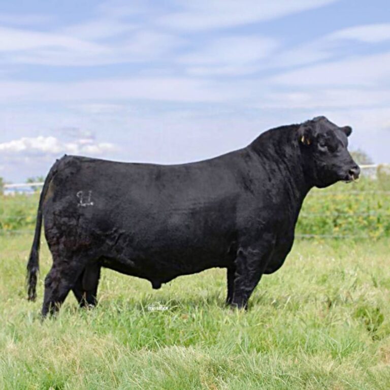 Semen de Toro HSM Milestone Tornado B121 - Semental Charolais - ReproMax